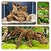 kathson Large Natural Aquarium Driftwood Reptiles Branches Terrarium Ornament Sinkable Wood Decor Trunk Fish Tank Log Habitat Decoration (11