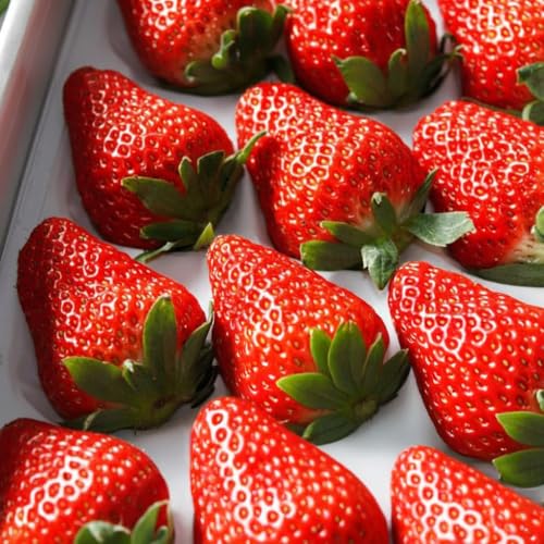 [令和8年1月から発送]紅ほっぺ いちご 900g × 2箱 贅沢 ギフト セット