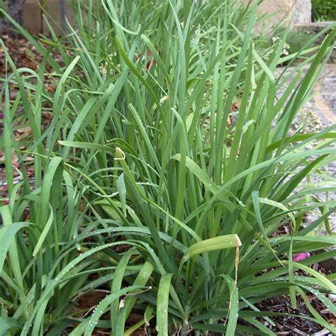 500 Garlic Chive Seeds For Planting Heirloom Non-Gmo 2+ Grams Also Known As Chinese Chives Garden Vegetable Bulk Survival #TOP18