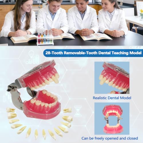 Image of 1 Pack Dental Demonstration Teeth Model with 28 Removable Teeth Teaching Study Model Tool Silica Gel Soft Gum for Dental Education,Dental Training,Demonstrations