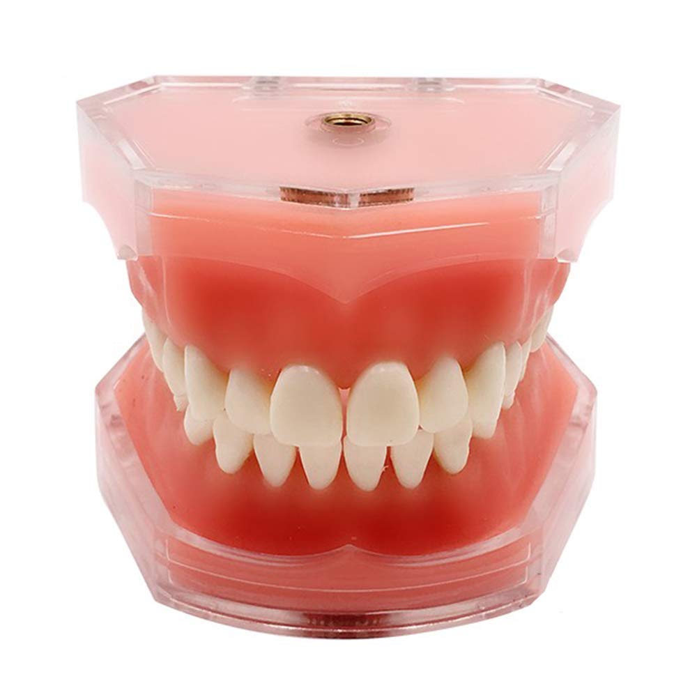 Modèle De Soins Dentaires - Modèle De Dents De Dents De Dents - Dents Dentaires Modèle Dentaire Amovible Dentiste Dentiste des Dents Adultes