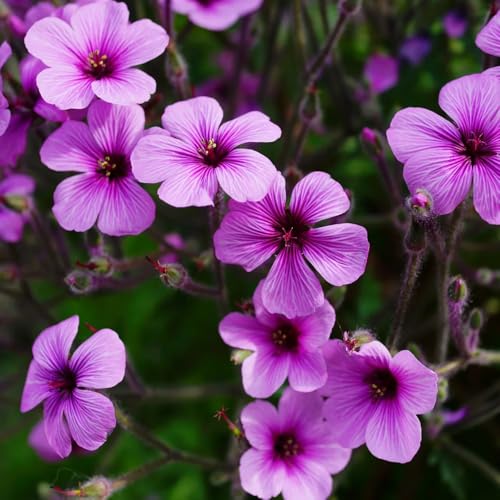 semi di geranio perenni, per balcone decorative da giardino roccioso estremamente resistenti 800pcs