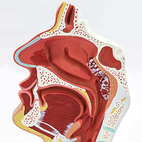 Modèle anatomique de cavité buccale nasale pour simplifier la relation docteur-patient - 4