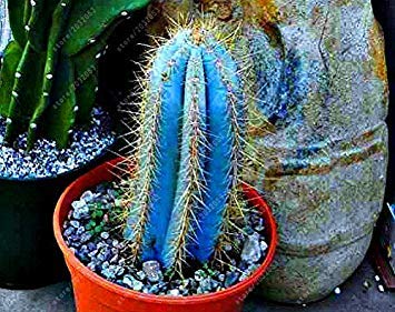 fangblatt kaktus Epiphyllum Angular Sägeblattkaktus Kokosampel – vielgrün
