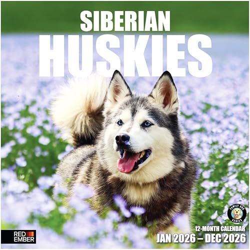 Calendrier 2026 Huskies de Sibérie grand format, une idée cadeau idéale pour Noël