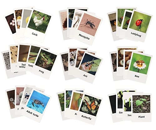 Montessori Life Cycle Animal Figures with Flash Cards, Realistic Animal Plant - Bild 19 von 71