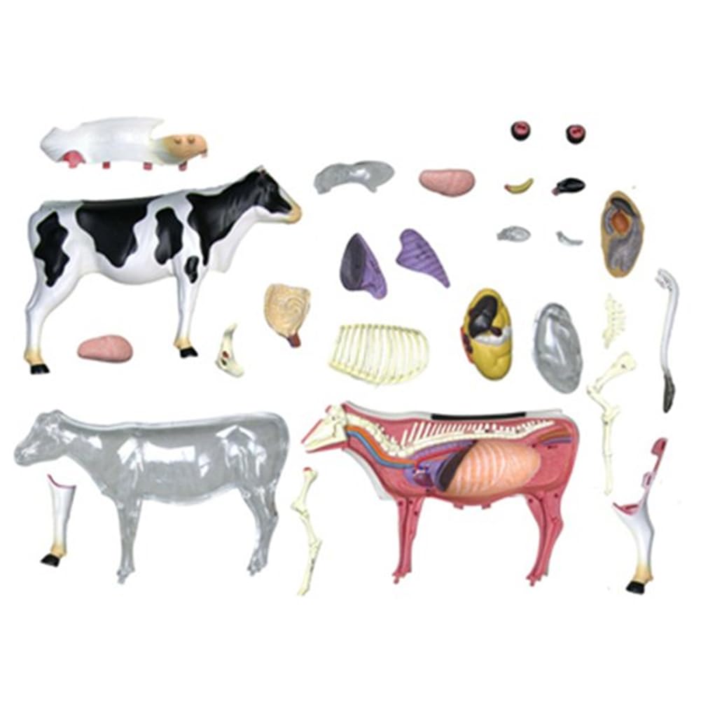 Modèle anatomique organe animal 4D Vache Intelligence Jouet à assembler Modèle anatomique pédagogique Vache Modélisation assemblée
