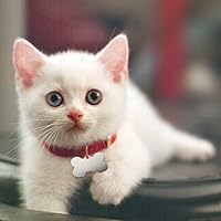 Vista 4 de 30 unidades de etiqueta de identificación de mascotas con forma de hueso de 1.496 pulgadas (1.496 in) de aluminio personalizada en blanco etiqueta