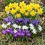 60 spring bulbs
