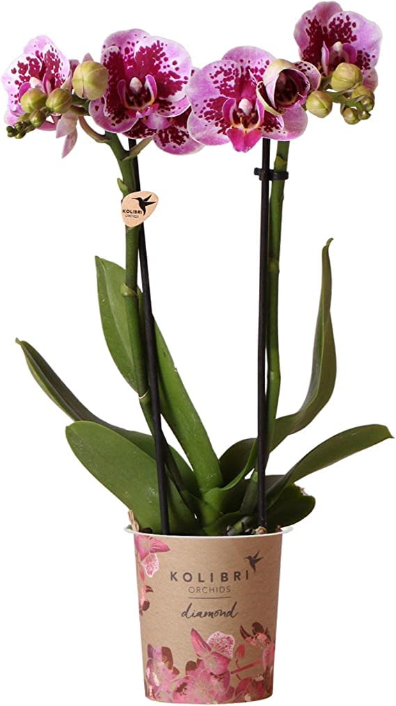 Orquídea Planta Natural de Interior Para Decorar la Oficina o el Hogar