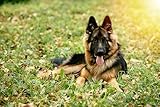 Canina Hefe Pulver, (1er Pack)