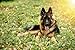 Canina Hefe Pulver, (1er Pack)
