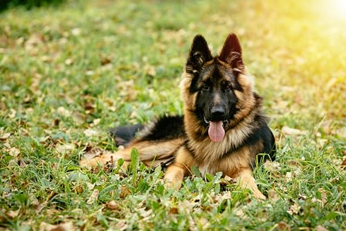 Canina Hefe Pulver, (1er Pack)