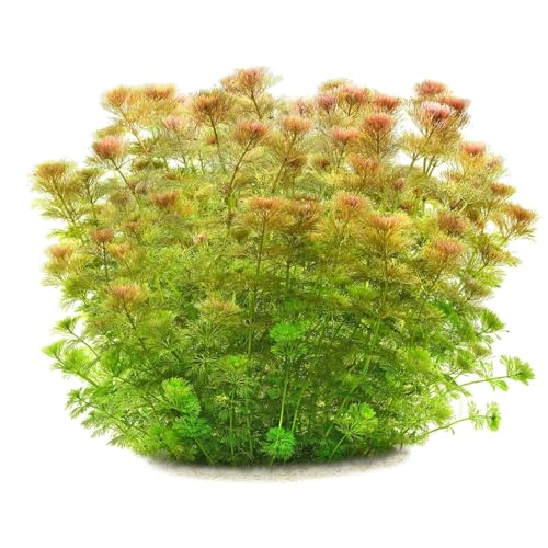 Aquasabi - Limnophila sessiliflora - Blütenstielloser Sumpffreund - Topf 5 cm - Hintergrund Wasserpflanze für Aquarium - Topf Aquarienpflanze - Aquascaping