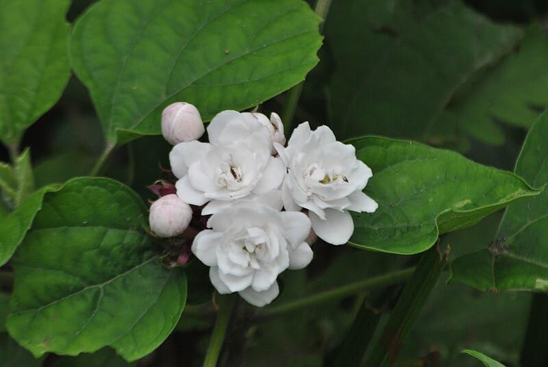 ASPEN® Mysore Malli/Sendu Malli Flowering Plant With Safe & Secure Packing (Plant Height 1.5 to 3 Feet) (LIVE Plant-033_Baz)-image-1