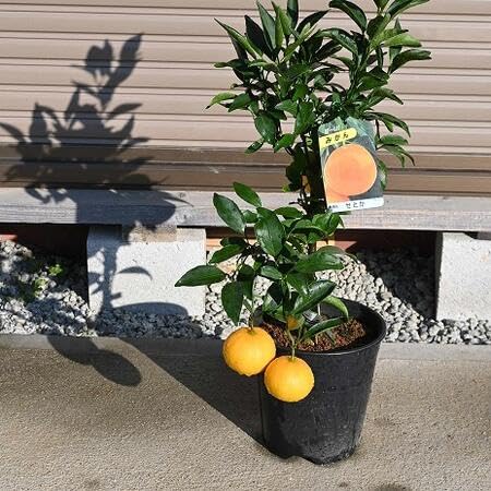 Amazon.co.jp: みかん鉢植え 1鉢 果樹鉢植え (せとかみかん) : DIY