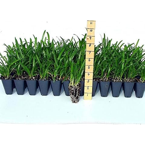 Agapanthus Lily of The Nile - 60 Live Plants - Beautiful Ornamental Blooming Foliage Cover