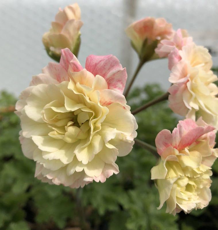 See full amazon price history chart for Oakwood Farms® Geranium imported flower seeds | lite yellow Geranium Aromatic Flower Seeds For Indoor/Outdoor home Gardening Pack of 20 seeds Oakwood Farms® Geranium imported flower seeds | lite yellow Geranium Aromatic Flower Seeds For Indoor/Outdoor home Gardening Pack of 20 seeds (B0CLYDC1XP) Amazon Price History, Amazon Price Tracker