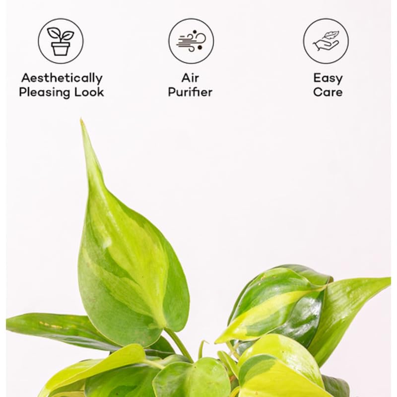 Image of Philodendron Oxycardium Brasil Live Plant - Decorative Indoor Vine | Office Decor | Living Wall | Pack of 1 Live plant With Pot