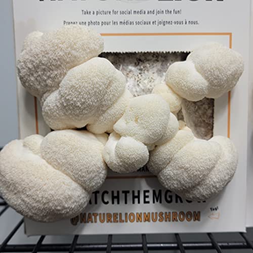 Nature Lion Lion's Mane Mushroom Grow Kit Mushroom Kits Canada