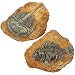 Reptile Simulation Rock:Terrarium Habitat Decoration Resin Simulation Fossil for Aquariums Terrariums Decors,2 pcs