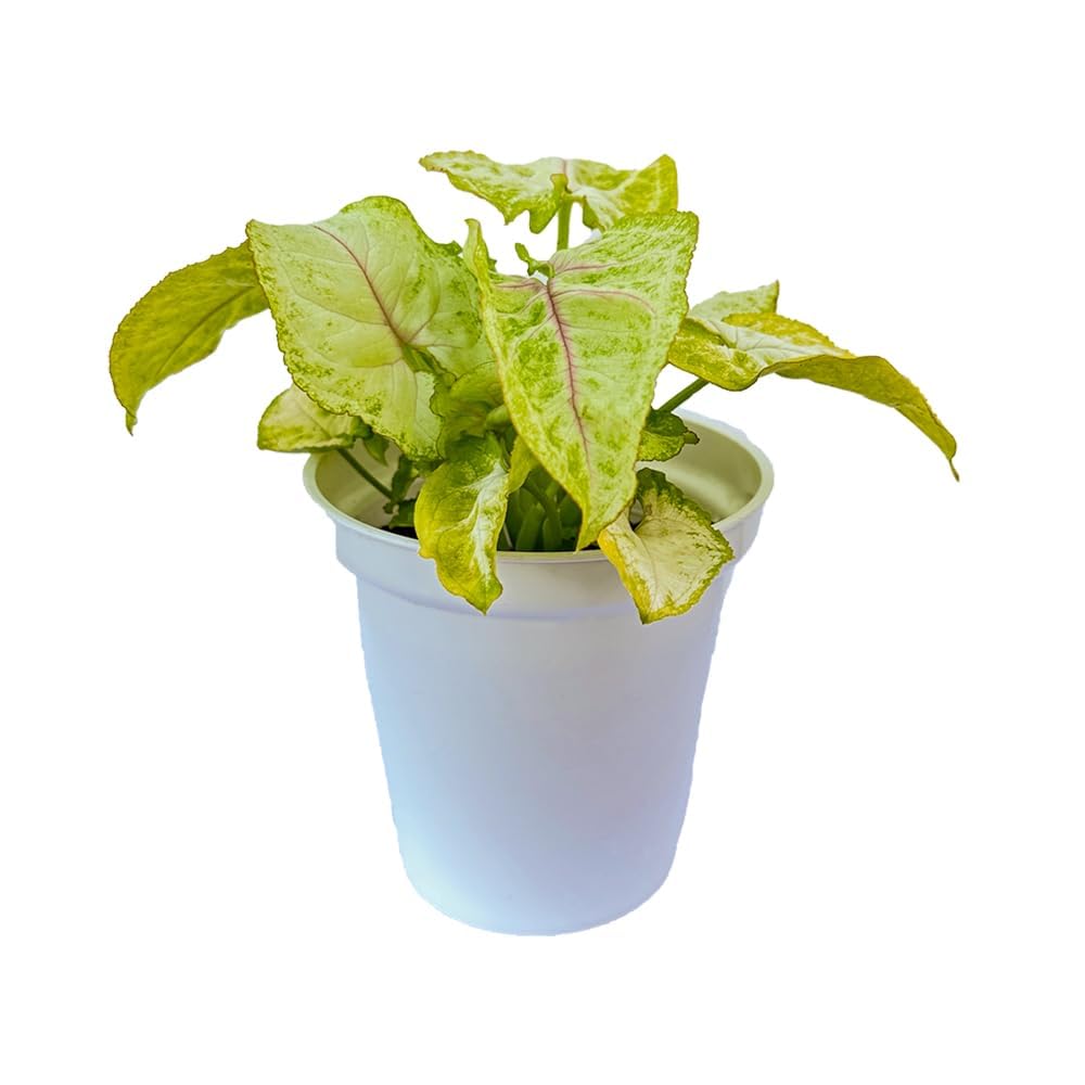 Indian Gardens - Golden Mango Syngonium plant with white premium pot indoor Plant (B0CP7GHHJZ) Amazon Price History, Amazon Price Tracker