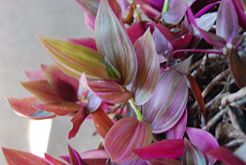 Wandering Jew Copper 'Red Gem' Tradescantia Zebrina - Unique Easy House Plant