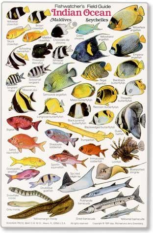 Indian Ocean: Fishwatchers Fish Guide for Maldives, Seychelles, Kenya