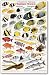 Indian Ocean: Fishwatchers Fish Guide for Maldives, Seychelles, Kenya