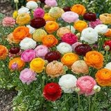Ranunkeln Zwiebeln Winterhart - 50 Knollen - Mix in 5 Farben - Mehrjährige Blumenzwiebeln - Echte Pflanzen aus Holland (kein Samen, nicht künstlich)