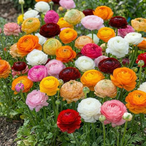 Ranunkeln Zwiebeln Winterhart - 50 Knollen - Mix in 5 Farben - Mehrjährige Blumenzwiebeln - Echte Pflanzen aus Holland (kein Samen, nicht künstlich)