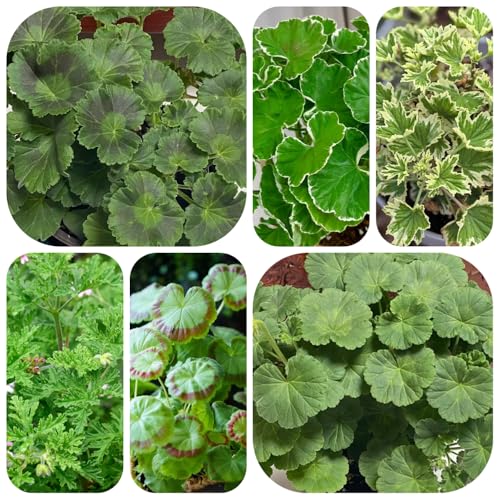 semi di geranio perenni - resistente in vaso 420pcs