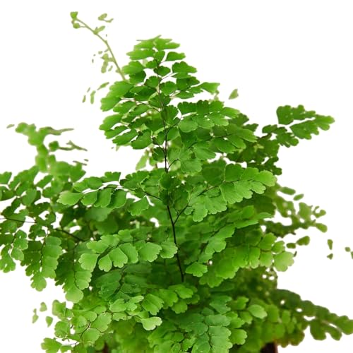 Generic Maidenhair Fern in 4"" Pot | Live Plant for Indoor | House Plant Decor for Living Room, Office, Bathroom | 7""-12"" Tall, Green