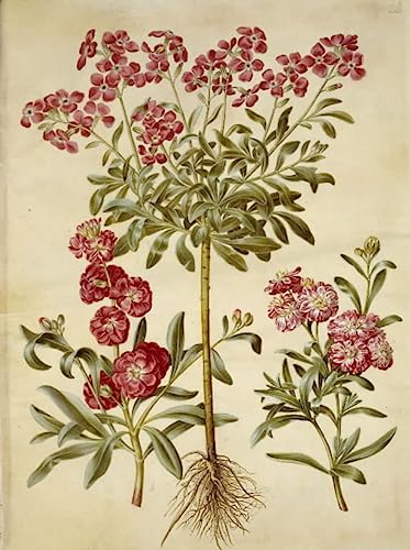 Toile Matthiola Incana Hans Simon Holtzbecker SERENDIPITP pour salon élégant