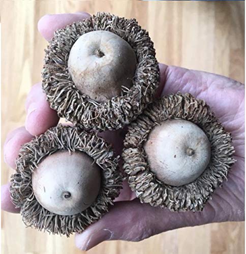 Bur Oak Tree Acorns(Quercus macrocarpa) (10) Fresh, Organic Bur Oak Tree Acorns, Harvested in Western Pennsylvania