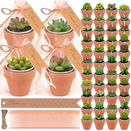 54 Pcs Succulent Cactus...