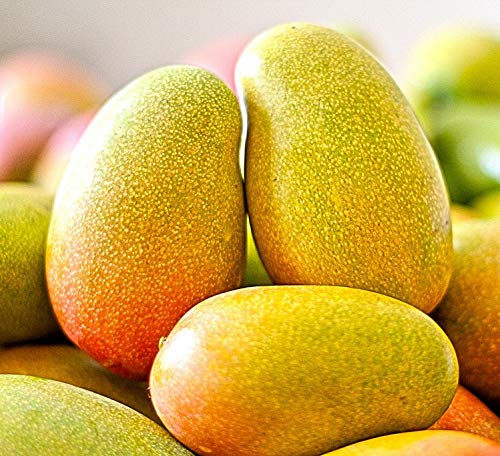 Jamaican East Indian & Julie Mangoes