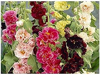 Malva Terry Alcea rosea Major Mix Seeds Flowers from Ukraine 0.5 Gram