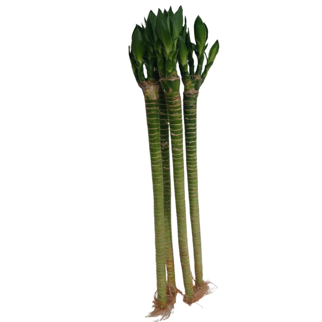 CAPPL 50 cm Lotus Bamboo Live Plants Without Glass Container (3 Sticks) (B07C2SZFNR) Amazon Price History, Amazon Price Tracker