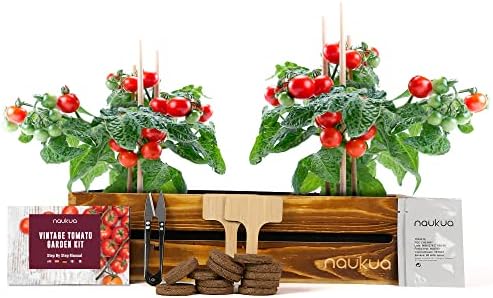 Mini Urban Vintage Cherry Tomato Organic Seeds from Spain - Compl...