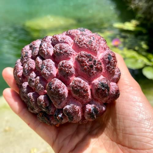 Chuxay Garden Annona Cherimola-Purple Cherimoya,Custard Apple,Sugar Apple Tree 10 Seeds Survival Gear Food Seeds #TOP1