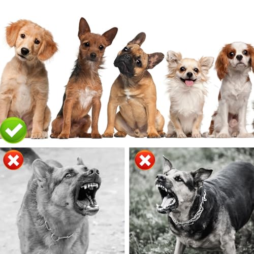 Diealles Shine Interaktives Hundespielzeug, Hundespielzeug Ball Mit 2 Modi, Spielzeug Für Hunde Gegen Langeweile, Hundeball Elektrisch USB Aufladbar, Selbstrollender Ball Für Kleine Hunde