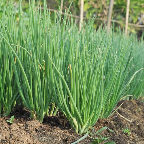 semi di cipollina biologici - balcone decorazione da giardino per roccioso resistenti all'esterno 1000pcs