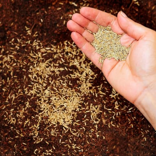R&R SHOP - Semences pour Pelouse, Festuca Arundinacea, Résistantes et Longue Durée (5Kg - 200mq) – vue 2