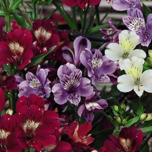 Image of Alstroemeria 'Allure' - Hardy Perennial - Easy to Grow Your Own - Tropical Flowers - Ideal for Borders or Patio Containers - Garden Favourites - 1x Jumbo Plug by Thompson and Morgan