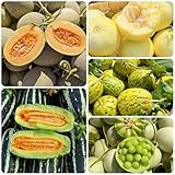 semillas de melón cantalupo - balcón orgánicas interior, jardín invernadero Regalos para amantes 350pcs