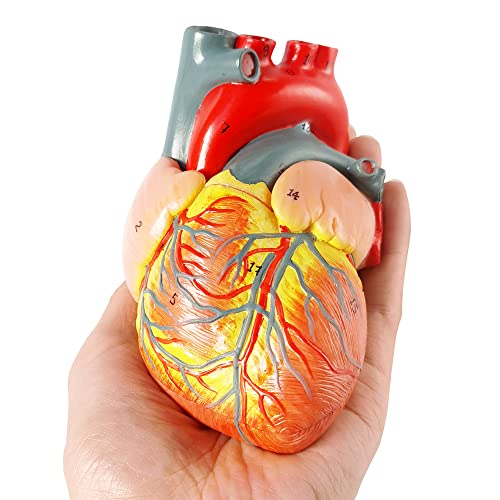 Merinden Human Heart Model For Anatomy, 2 - Part Heart Models Anatomy Life Size Medical Heart Model by Merinden - Image 6