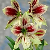 Zoom IMG-2 bulbi di amaryllis papilio 1