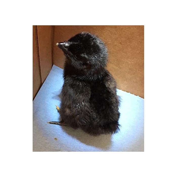 Buy 12 Chicken HATCHING EGG 1 Dozen Rhode Island Red Ayam Cemani