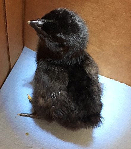 6 Chicken HATCHING EGG 6 Eggs Rhode Island Red Ayam Cemani Fertile